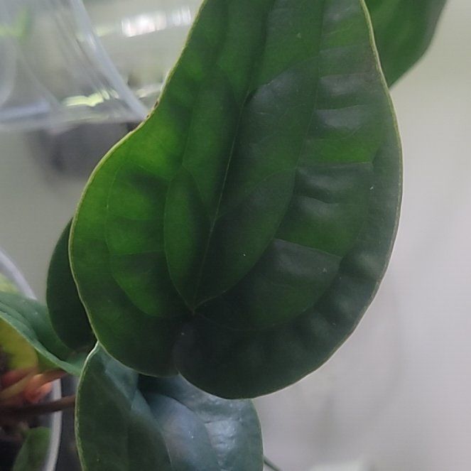 Photo of the plant species Anthurium Radicans x Luxurians by @PlantMedusa named Luxie Rad on Greg, the plant care app