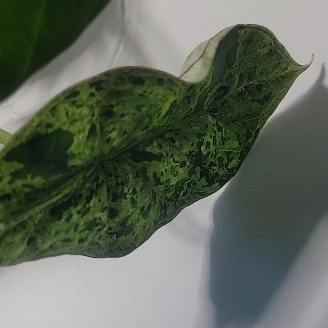 Photo of the plant species Alocasia Dragon Scale mint Verigated by @PlantMedusa named Mint Condition on Greg, the plant care app