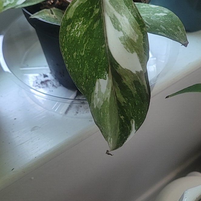 Photo of the plant species Pink Princess Galaxy by @PlantMedusa named Galaxy Gal on Greg, the plant care app