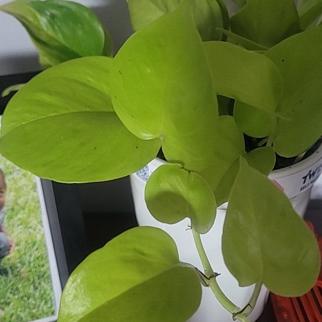 Photo of the plant species Champs Elysees pothos by @PlantMedusa named W.B. on Greg, the plant care app