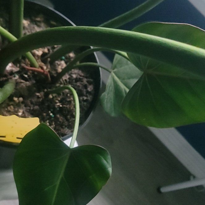 Photo of the plant species Philodendron 'Summer Glory' by @PlantMedusa named Oh Glory, It's Summer on Greg, the plant care app