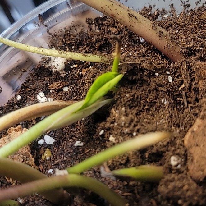 Photo of the plant species Hawaiian Punch Taro by @PlantMedusa named H.P. Survivor on Greg, the plant care app
