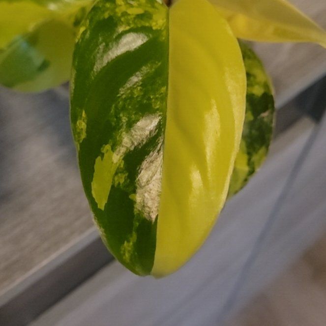 Photo of the plant species Burle Marx Variegata by @PlantMedusa named Burlee May on Greg, the plant care app