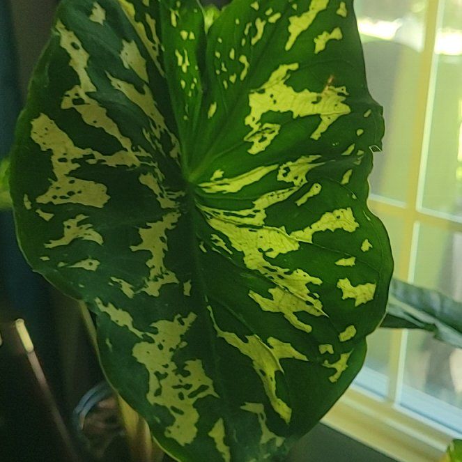 Photo of the plant species Caladium 'Hilo Beauty' by @PlantMedusa named Halo on Greg, the plant care app