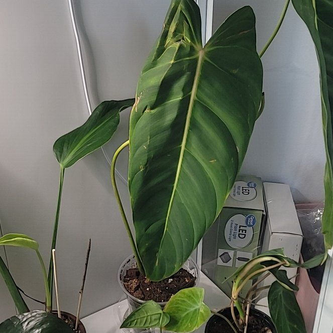 Photo of the plant species Philodendron Esmeraldense Narrow by @PlantMedusa named Skye (Philodendron Green Sky) on Greg, the plant care app