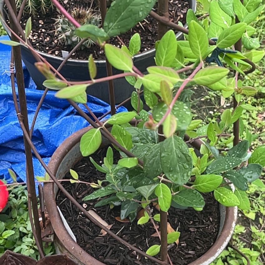 Photo of the plant species Scarlet Honeysuckle by @GemTexasash49 named Kendall on Greg, the plant care app