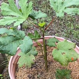 Photo of the plant species Okra by @GemTexasash49 named Rainier on Greg, the plant care app