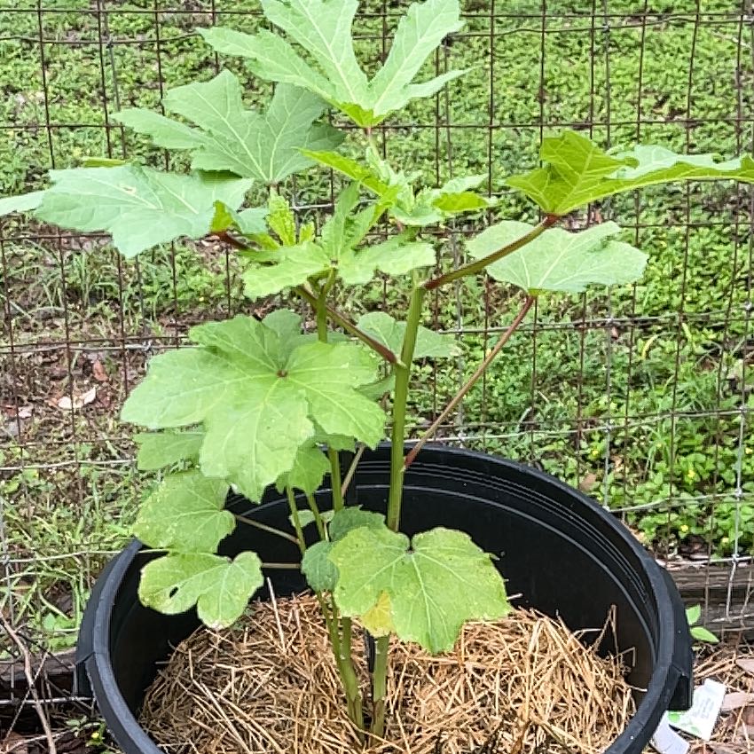 Photo of the plant species Green Okra by @GemTexasash49 named Clooney on Greg, the plant care app