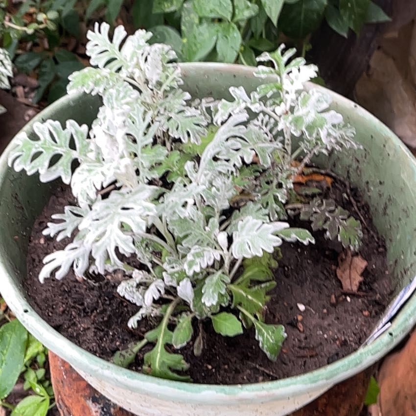 Photo of the plant species Dusty Miller by @GemTexasash49 named Dusty on Greg, the plant care app