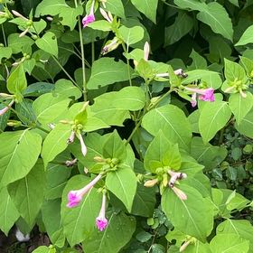 Photo of the plant species Marvel of Peru by @GemTexasash49 named Hemingway on Greg, the plant care app