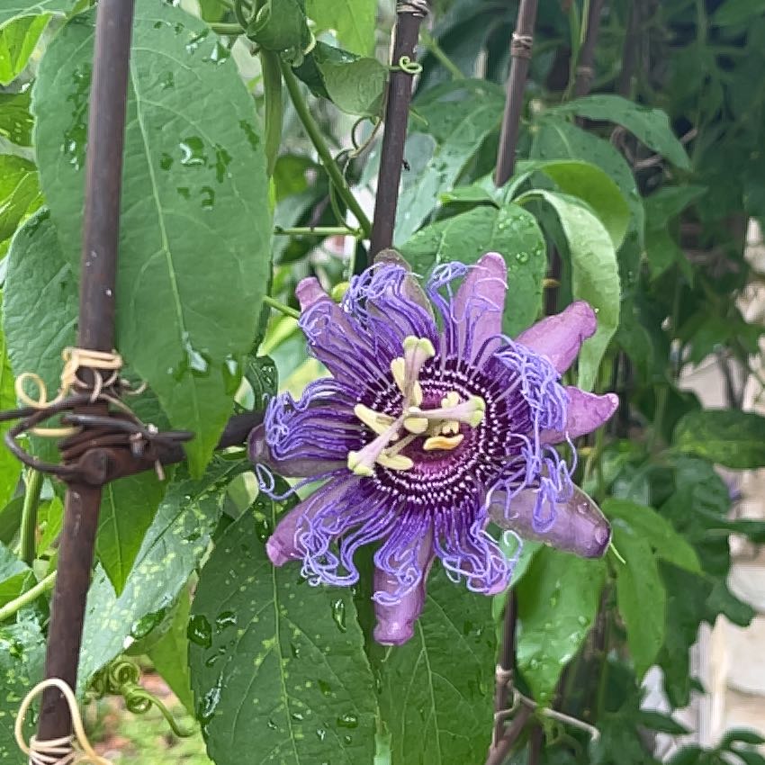Photo of the plant species Maypop by @GemTexasash49 named Emerson on Greg, the plant care app
