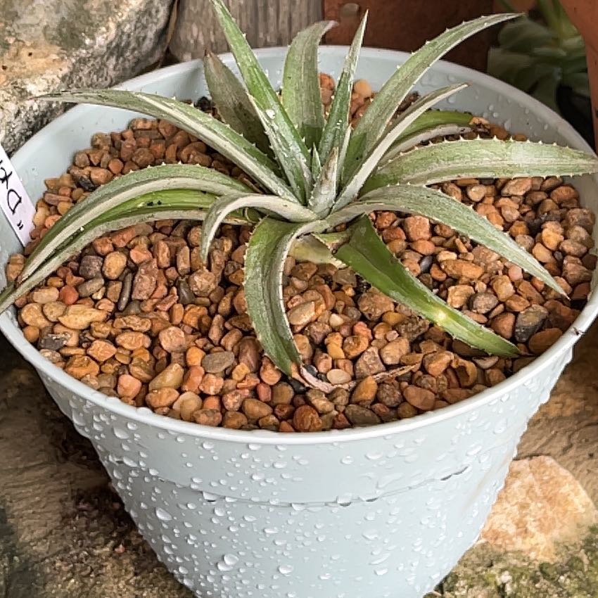 Photo of the plant species Dyckia by @GemTexasash49 named Dyckia on Greg, the plant care app