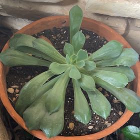 Photo of the plant species Giant Velvet Rose by @GemTexasash49 named Mercury on Greg, the plant care app