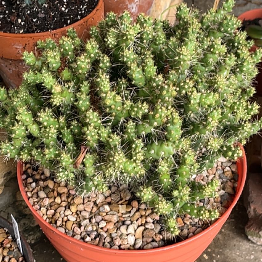 Photo of the plant species Austrocylindropuntia by @GemTexasash49 named Plato on Greg, the plant care app