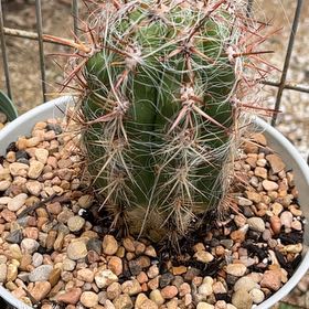 Photo of the plant species Old Man of the Mountains by @GemTexasash49 named Cleopatra on Greg, the plant care app