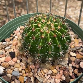 Photo of the plant species Echinobivia 'Rainbow Bursts' by @GemTexasash49 named Morty on Greg, the plant care app