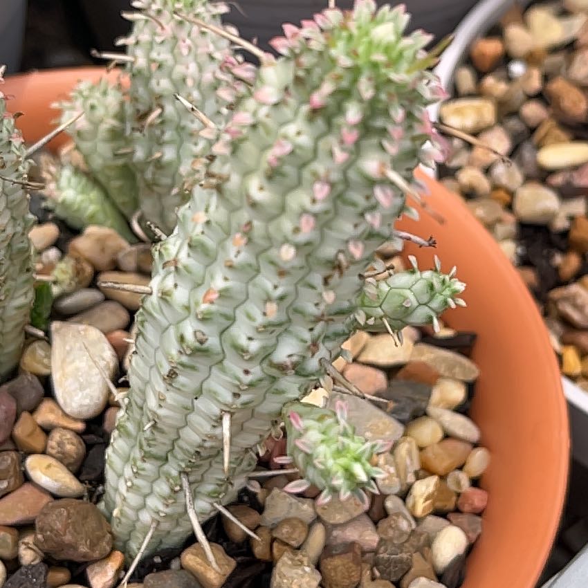 Photo of the plant species Variegated Corncob Cactus by @GemTexasash49 named Tres on Greg, the plant care app