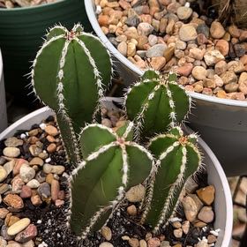 Photo of the plant species Mexican Fence Post Cactus by @GemTexasash49 named Cuatro on Greg, the plant care app