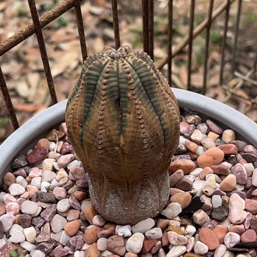 Photo of the plant species Baseball Plant by @GemTexasash49 named Michelle Branch on Greg, the plant care app
