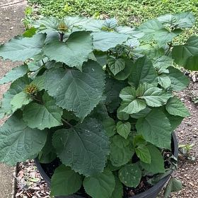 Photo of the plant species Rose Glorybower by @GemTexasash49 named Madeline on Greg, the plant care app