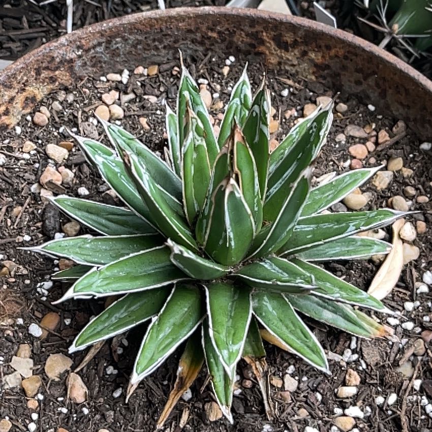 Photo of the plant species Queen Victoria Agave by @GemTexasash49 named Victoria on Greg, the plant care app