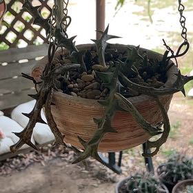 Photo of the plant species Plowes' Stapeliad by @GemTexasash49 named Emerson on Greg, the plant care app