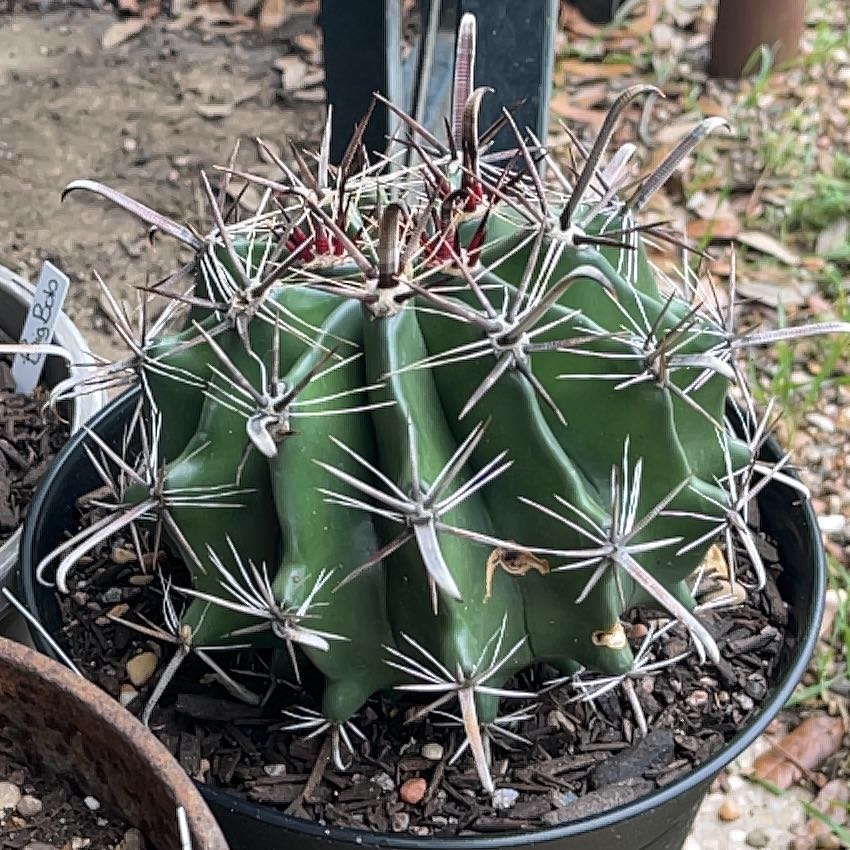 Photo of the plant species Fish Hook Cactus by @GemTexasash49 named Buckoo on Greg, the plant care app