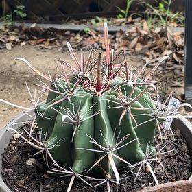 Photo of the plant species Fish Hook Cactus by @GemTexasash49 named Big Bob on Greg, the plant care app