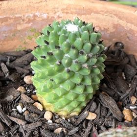 Photo of the plant species Mammilaria by @GemTexasash49 named Leonardo on Greg, the plant care app
