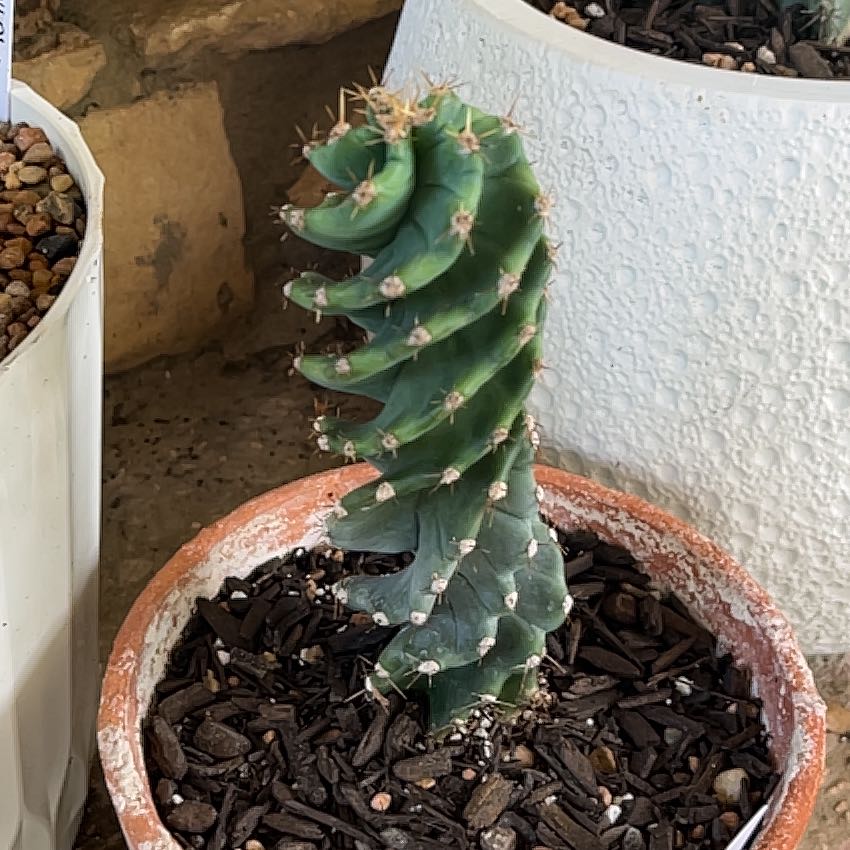 Photo of the plant species Spiral Cactus by @GemTexasash49 named Boss Hog on Greg, the plant care app