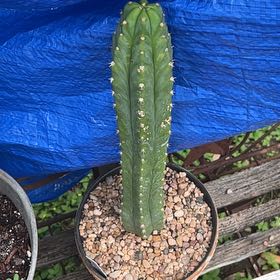 Photo of the plant species San Pedro Cactus by @GemTexasash49 named Juan on Greg, the plant care app