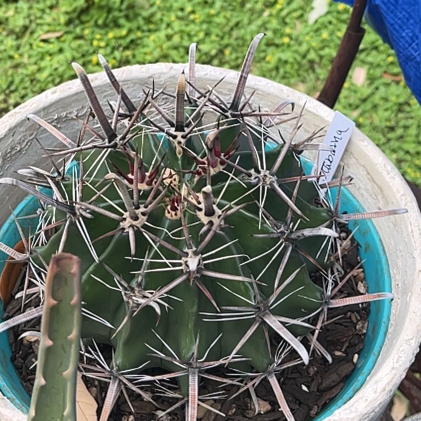 Photo of the plant species Fish Hook Cactus by @GemTexasash49 named Scabatha on Greg, the plant care app