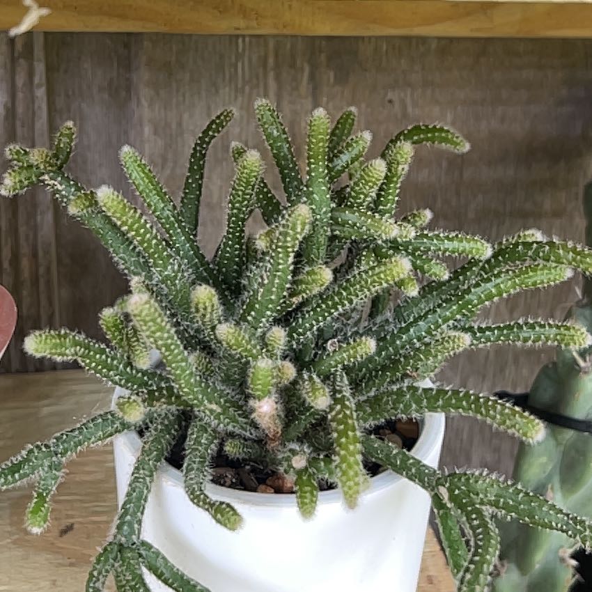 Photo of the plant species Mouse Tail Cactus by @GemTexasash49 named Medusa on Greg, the plant care app