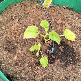 Photo of the plant species Melon by @IdolRosebush69 named Cantaloupe on Greg, the plant care app