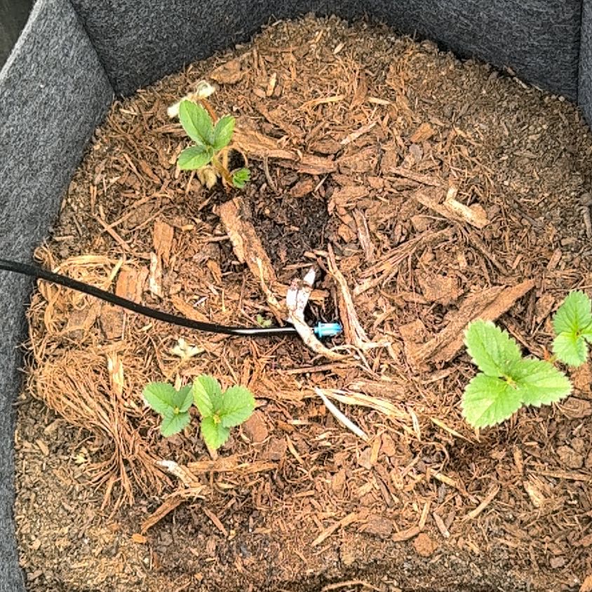 Photo of the plant species Scarlet Strawberry by @IdolRosebush69 named Strawberries B on Greg, the plant care app