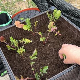 Photo of the plant species Roquette by @IdolRosebush69 named Arugula on Greg, the plant care app