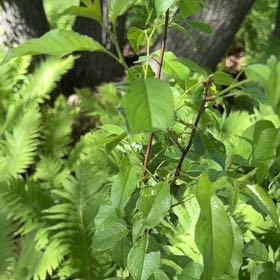Photo of the plant species Sour Cherry by @PiousCattleya83 named Fernie Mac on Greg, the plant care app