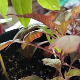 Photo of the plant species Mexican Grain Amaranth by @LargeMorombe12 named Winston on Greg, the plant care app