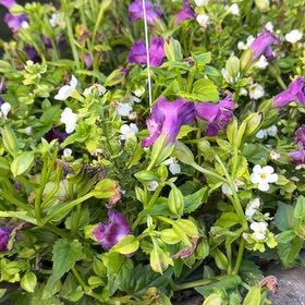 Photo of the plant species Wishbone Flower by @HappySandleek53 named Sanders on Greg, the plant care app