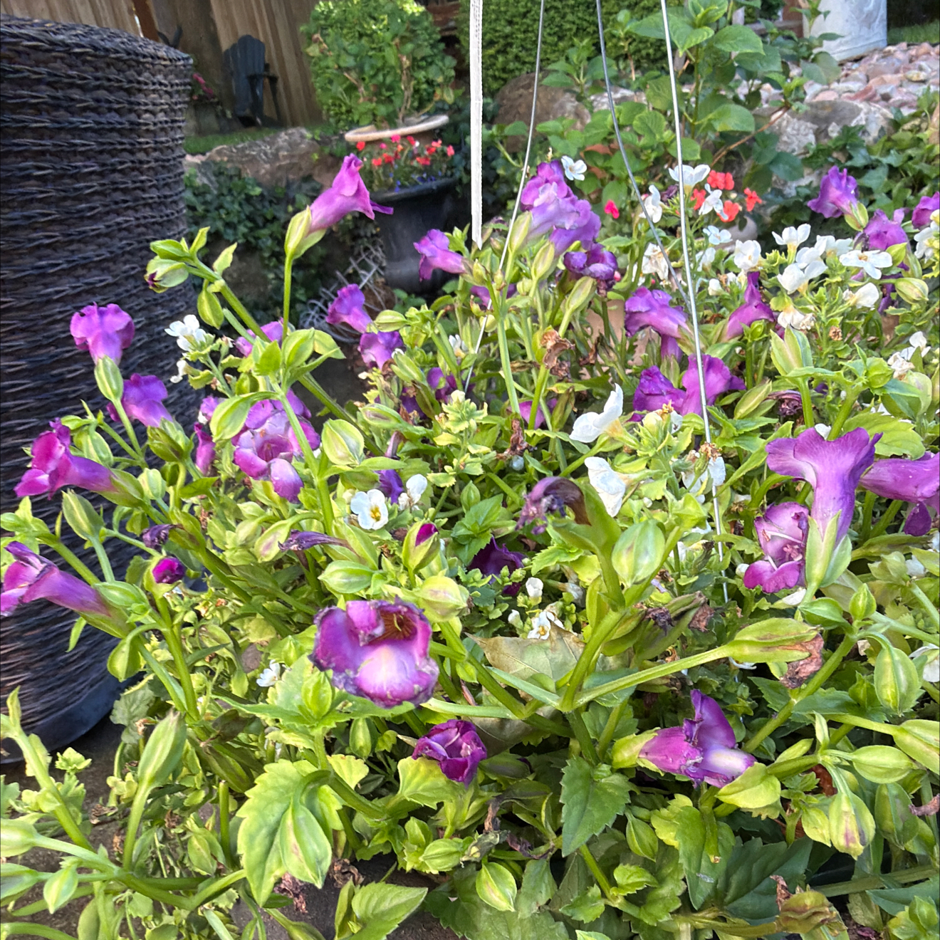 Photo of the plant species Wishbone Flower by @HappySandleek53 named Sahara on Greg, the plant care app