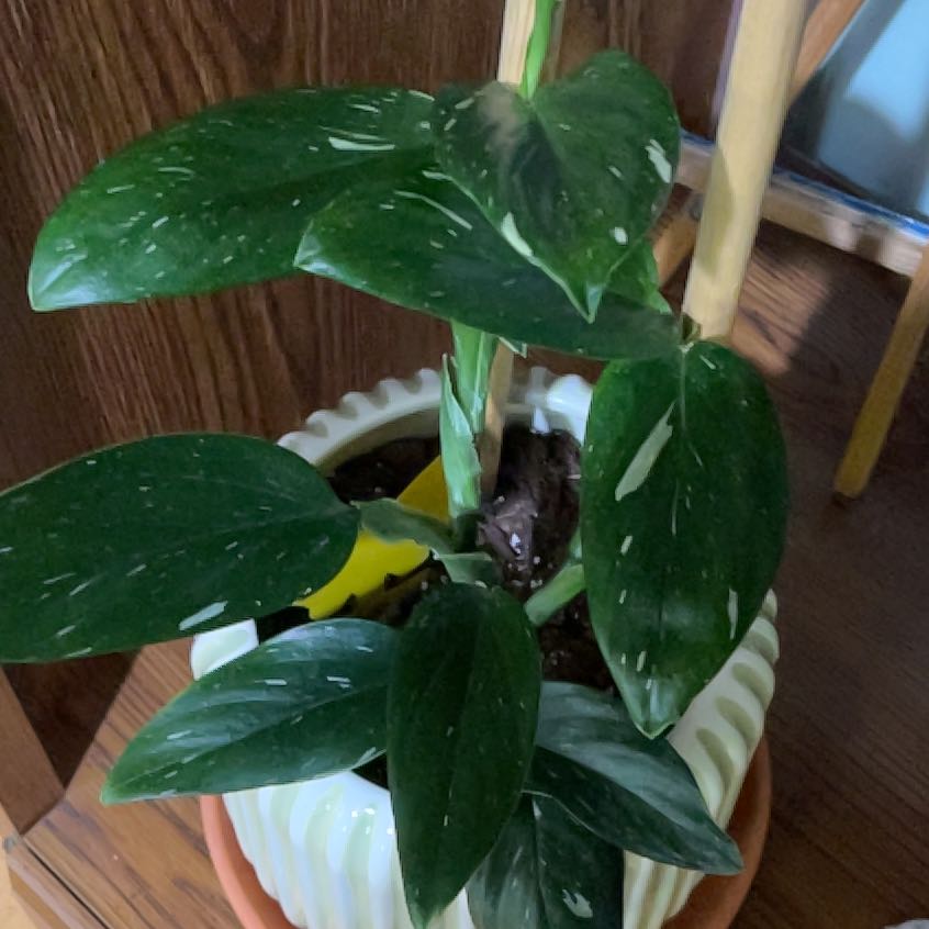 Photo of the plant species Cobra Monstera by @JuicyRedmint44 named Bieber on Greg, the plant care app