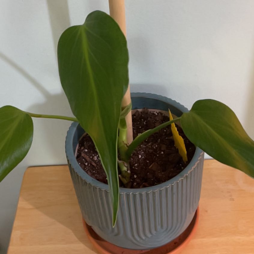 Photo of the plant species Monstera 'Burle Marx Flame' by @JuicyRedmint44 named Sonora on Greg, the plant care app