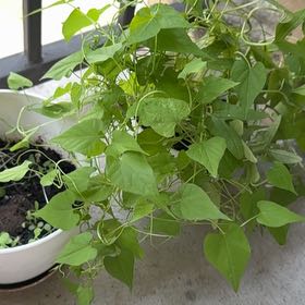 Photo of the plant species Black Bindweed by @ProChilli51 named Planty on Greg, the plant care app