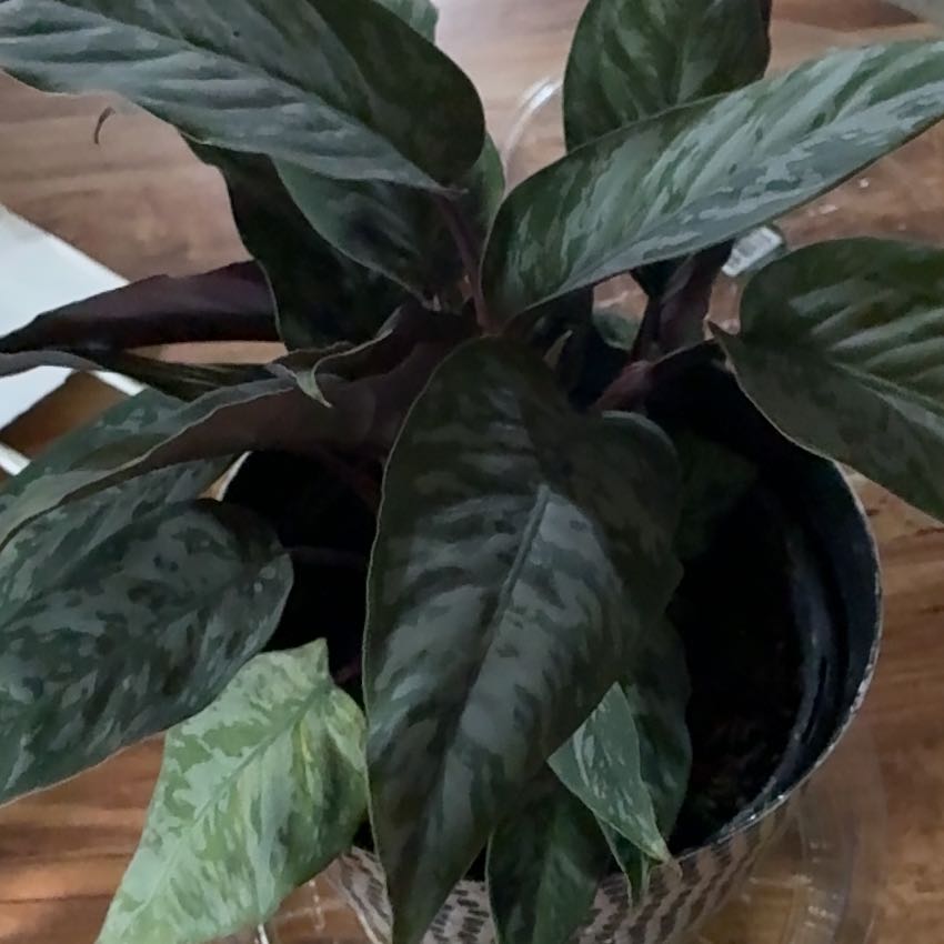 Photo of the plant species Apoballis by @AnewSuriana55 named Planty on Greg, the plant care app
