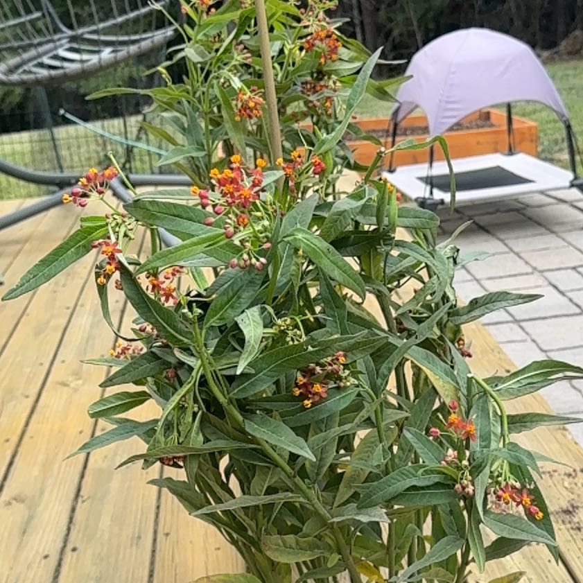 Photo of the plant species Scarlet Milkweed by @YeahBuroak98 named Nithin on Greg, the plant care app