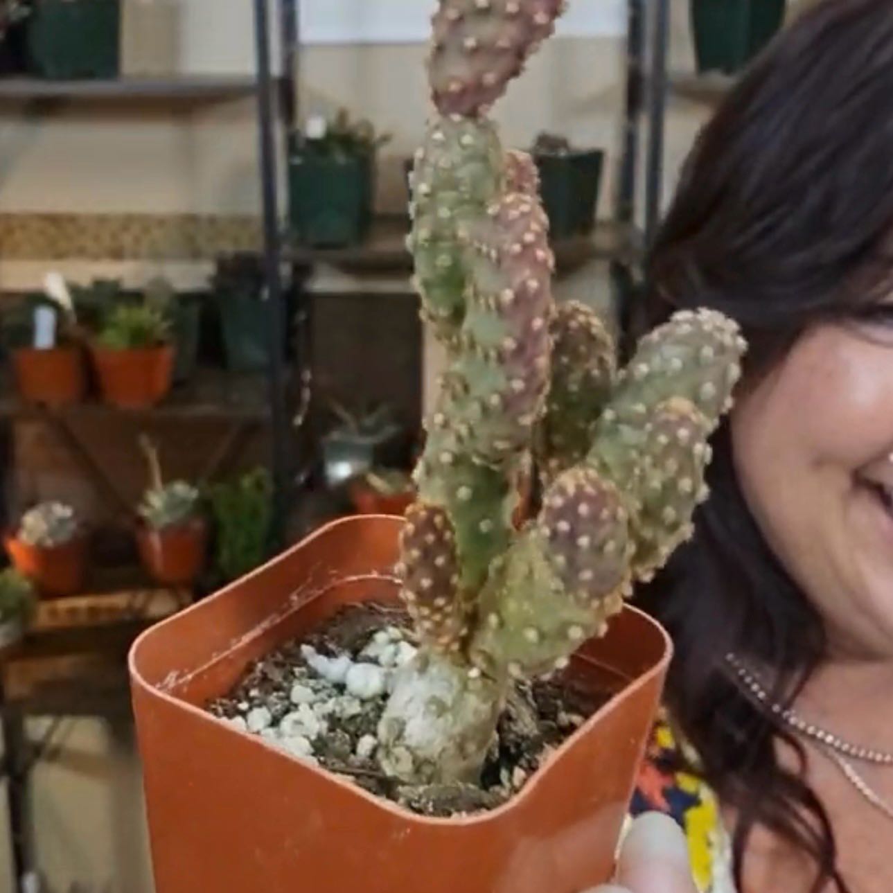 Photo of the plant species Miniature Cinnamon Cactus by @YeveBanana66 named Mando on Greg, the plant care app