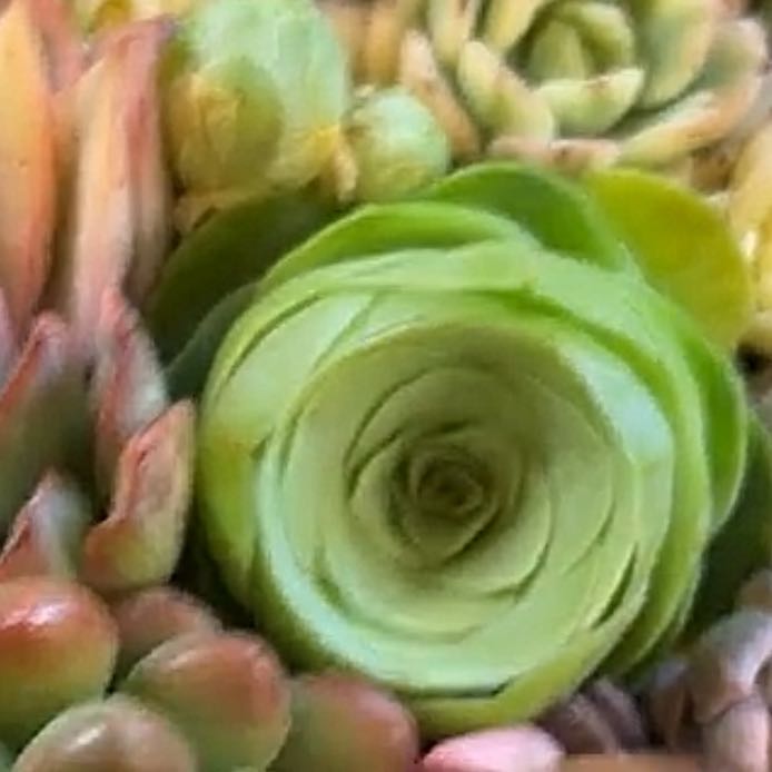 Photo of the plant species Mountain Roses by @YeveBanana66 named Queen on Greg, the plant care app