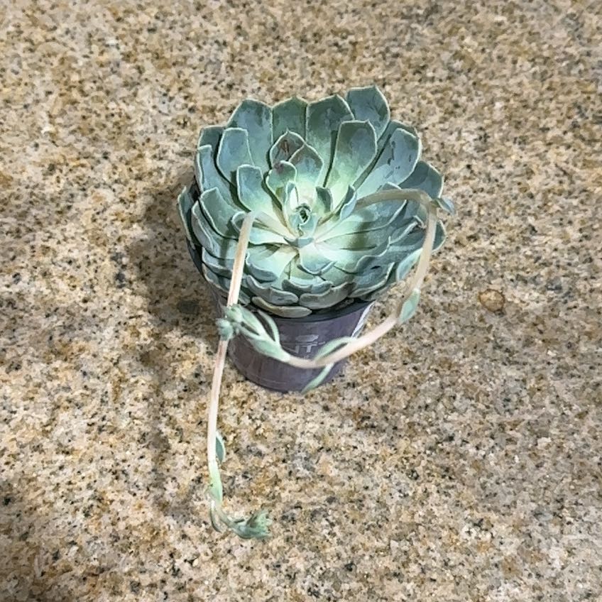 Photo of the plant species Echeveria by @VitalMint76 named Diana on Greg, the plant care app