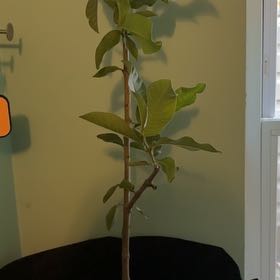 Photo of the plant species Guava Tree by @BustlingFern74 named Willow on Greg, the plant care app