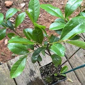 Photo of the plant species Fairy Magnolia Blush by @TopNapaea73 named Madonna on Greg, the plant care app
